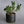 Hasami Planter Natural - Large